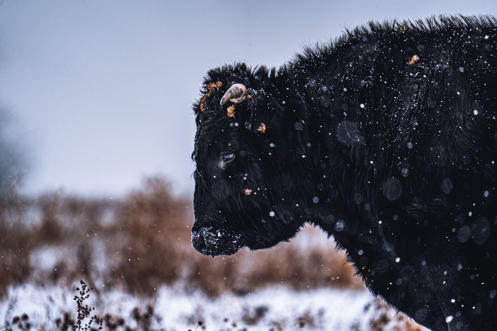 Фотография автора Pavel Reshetov