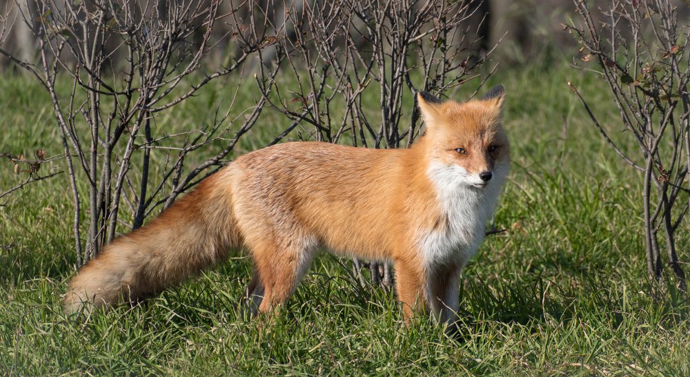 Лисичка на острове Русском
