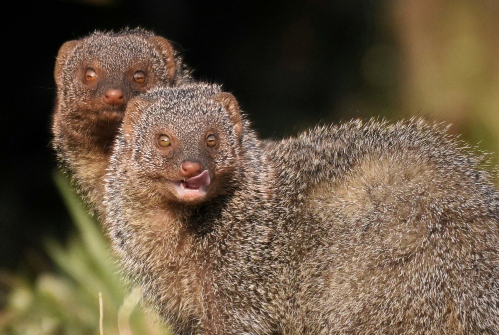 Photograph by Susanjit Saha