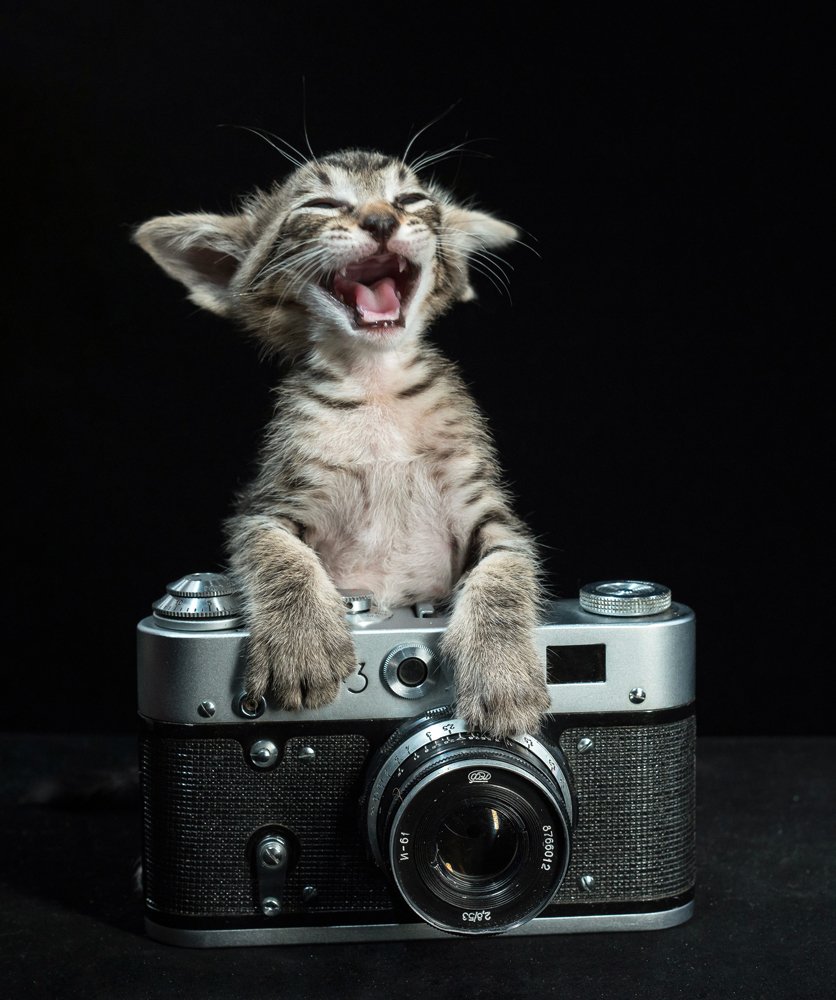 Фотография автора Мурр Маори