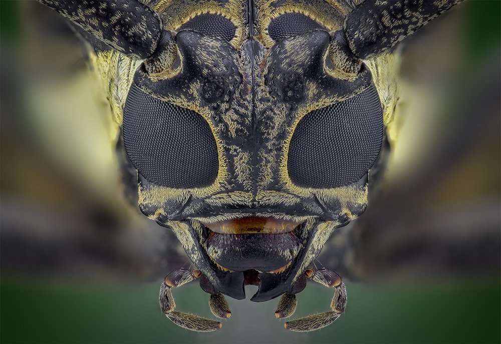 Batocera rufomaculata