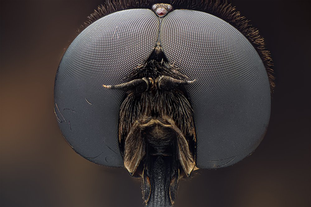 Photograph by Khalid Al-Wadhaihi