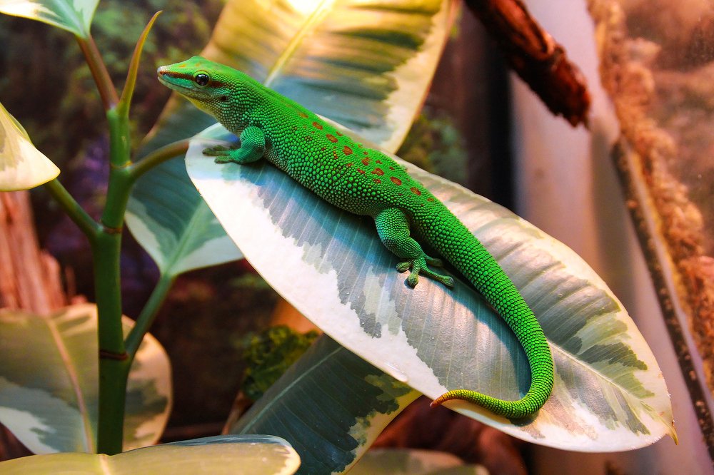 Фельзума мадагаскарская