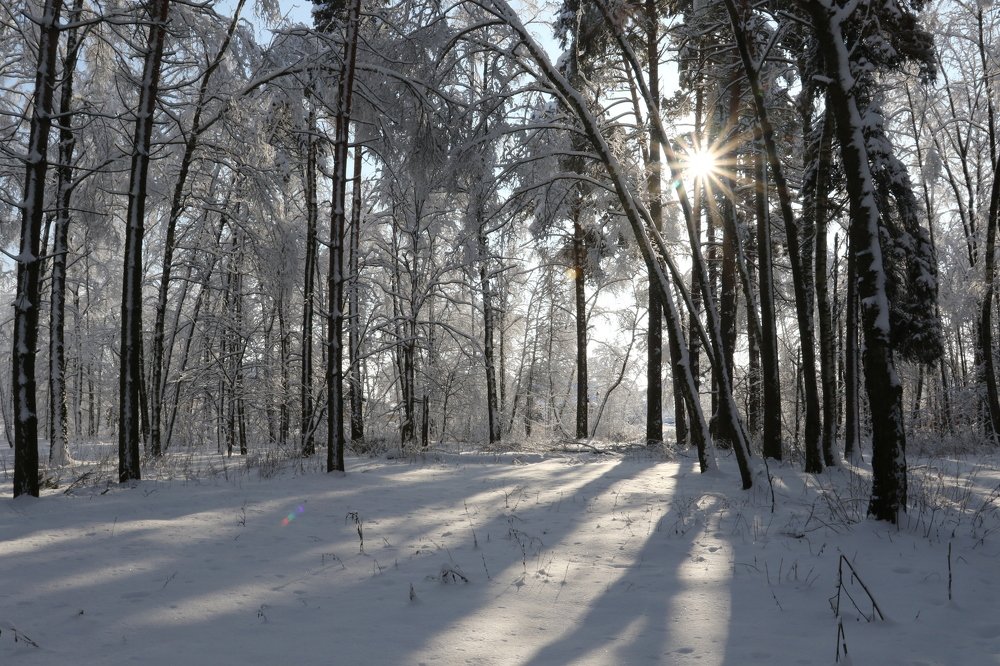 Фотография автора Елена Колосова