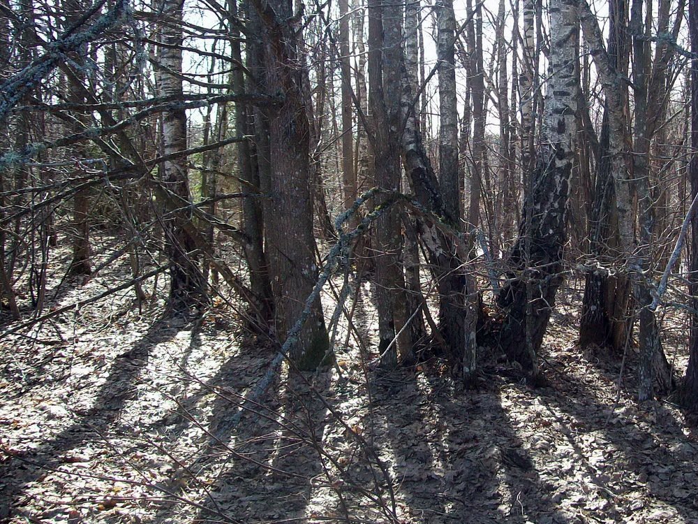 Photograph by Анна-Лаймуте Милошевич