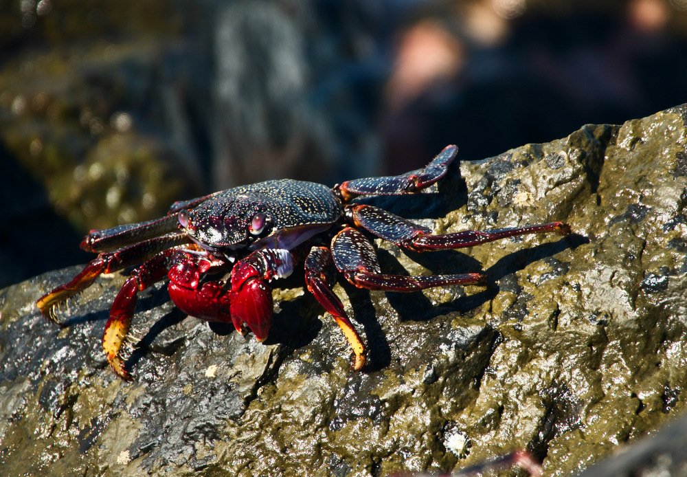 Просто красавец