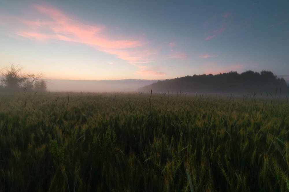 очень ранняя дымка на поле