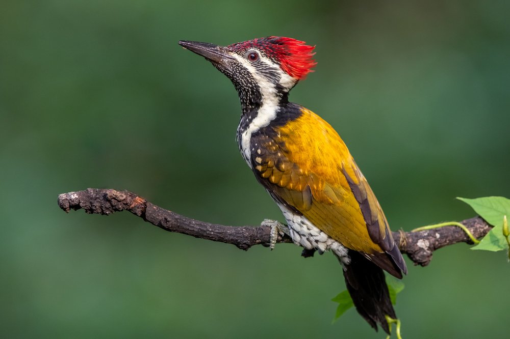 Photograph by Vinod Kumar Kulkarni