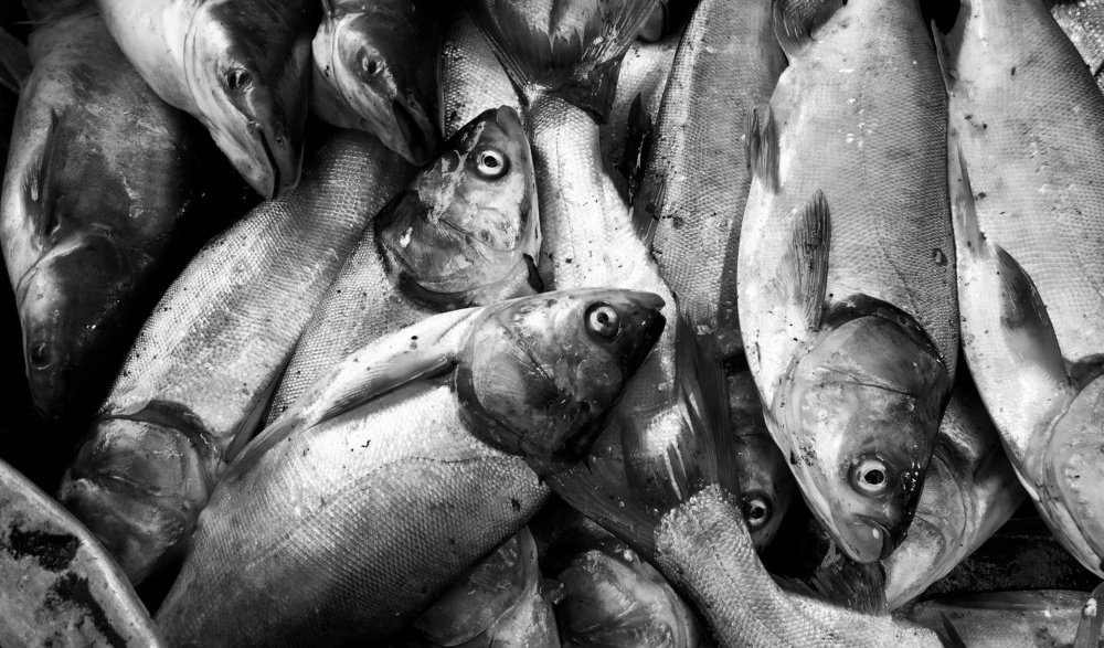 Фотография автора Mir Shahid