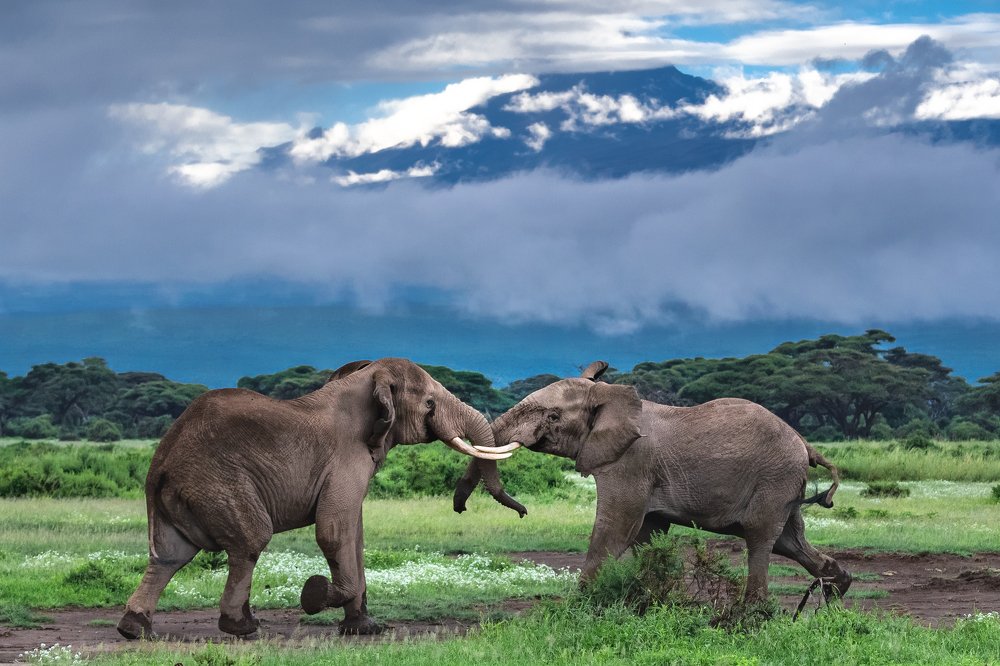 Столкновение/Confrontation