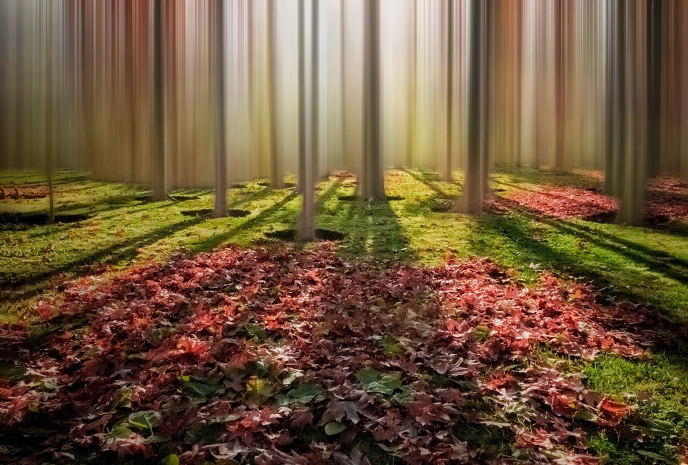 Photograph by safoura asghari