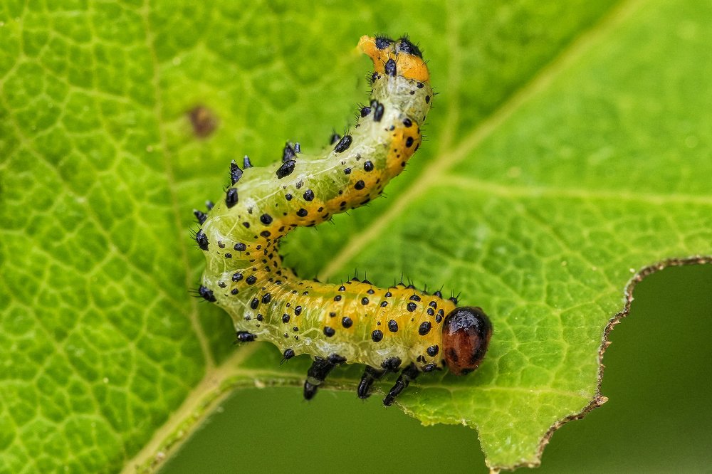 Photograph by António Manuel de Pereira