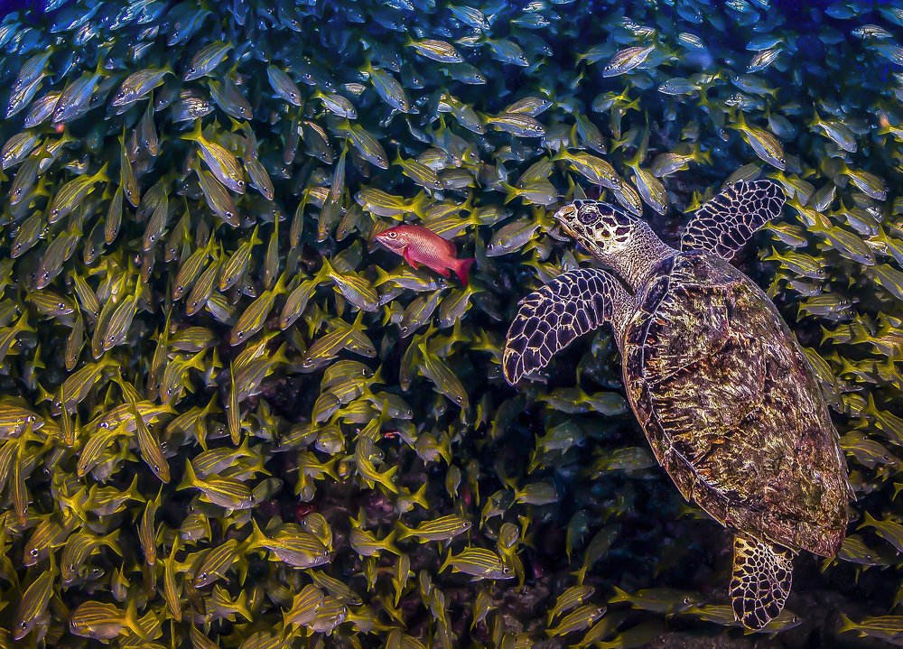 Photograph by Paula Vianna