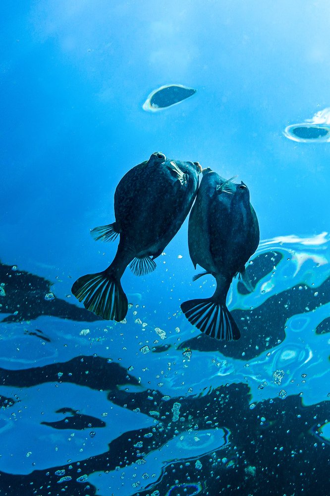 Фотография автора Paula Vianna