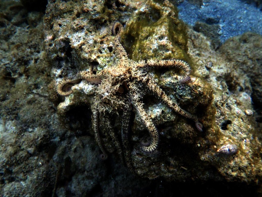 Octopus camouflage
