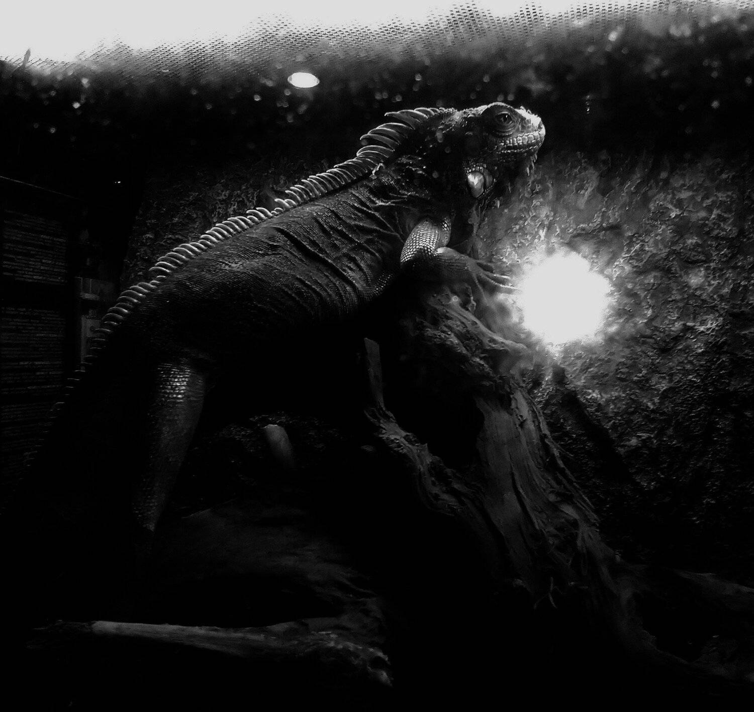 Photo #5433541