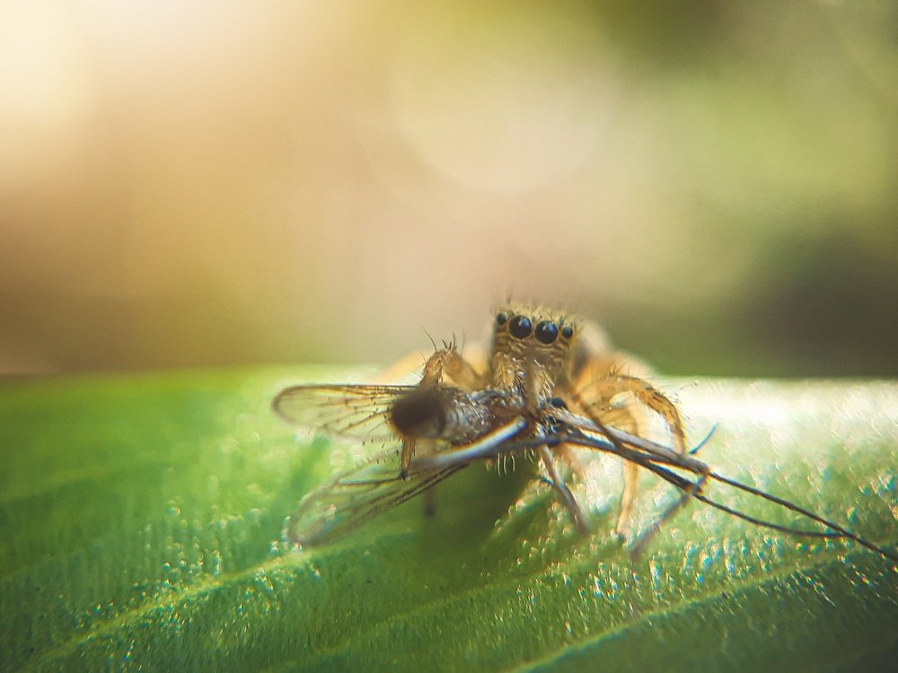Jumping Spider & It's Prey.