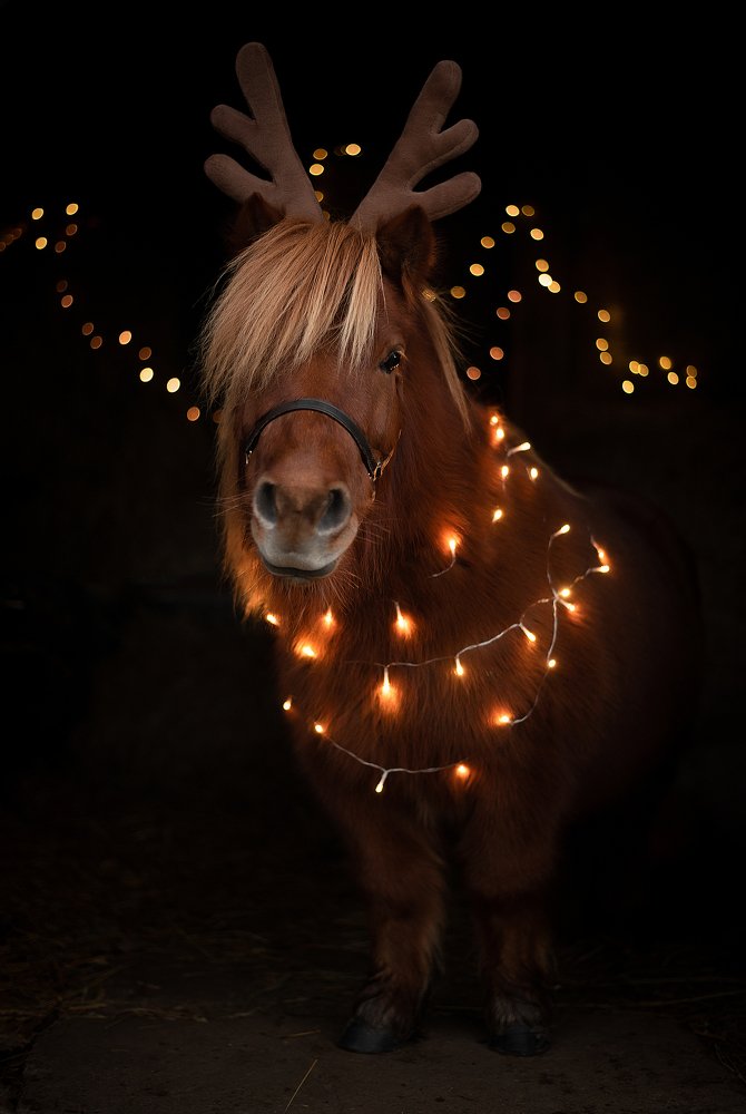 Фотография автора Ирина Пиманова