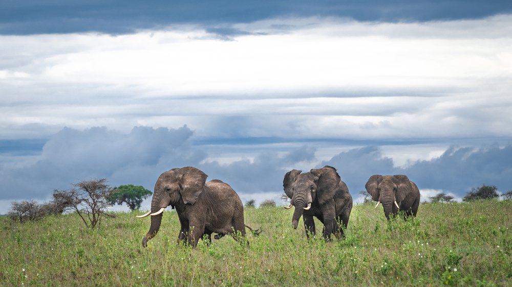 Догонялки/Catch-up