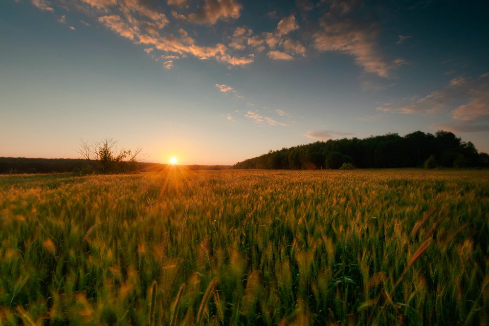 Рассвет  светило  в поле