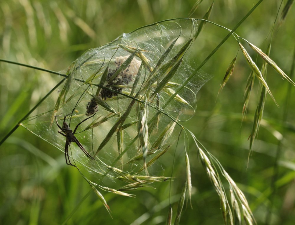 Фотография автора Олег Комарицкий
