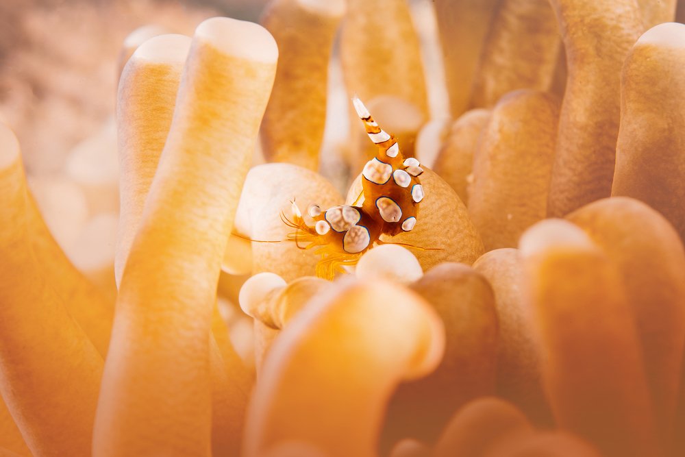 Photograph by Евгения Кирпиченкова (Клипп)