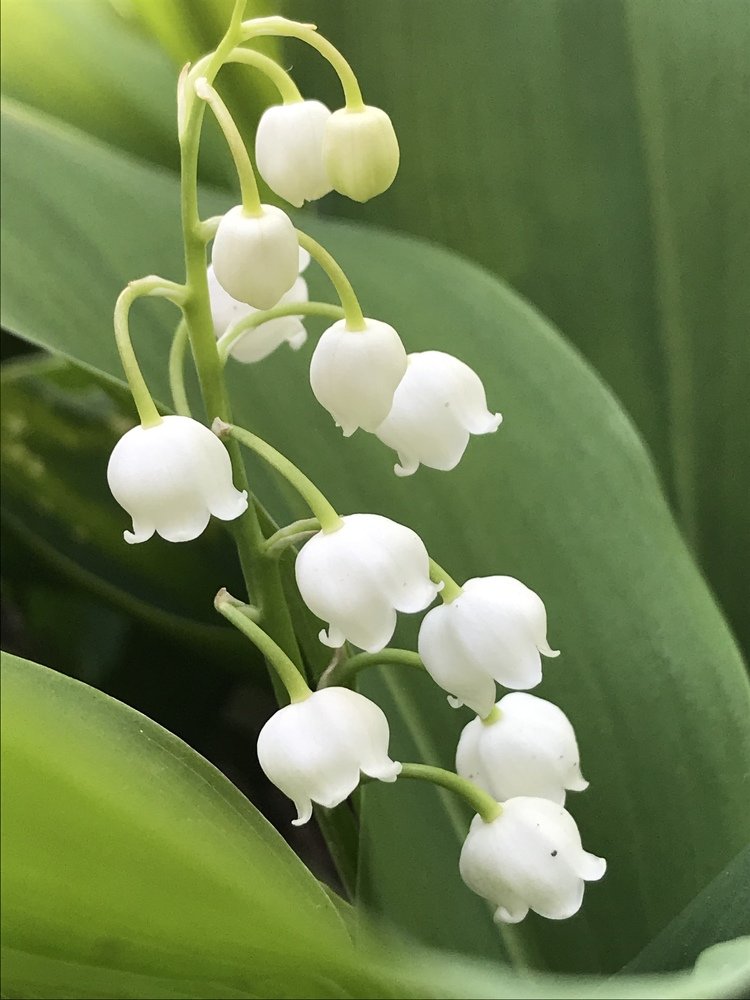 ландыши в саду