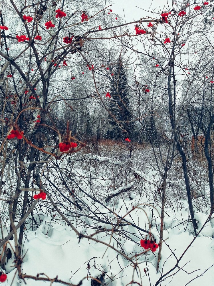 Photograph by Ольга Веселова