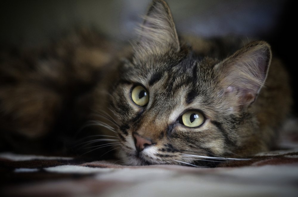 Налетела грусть...