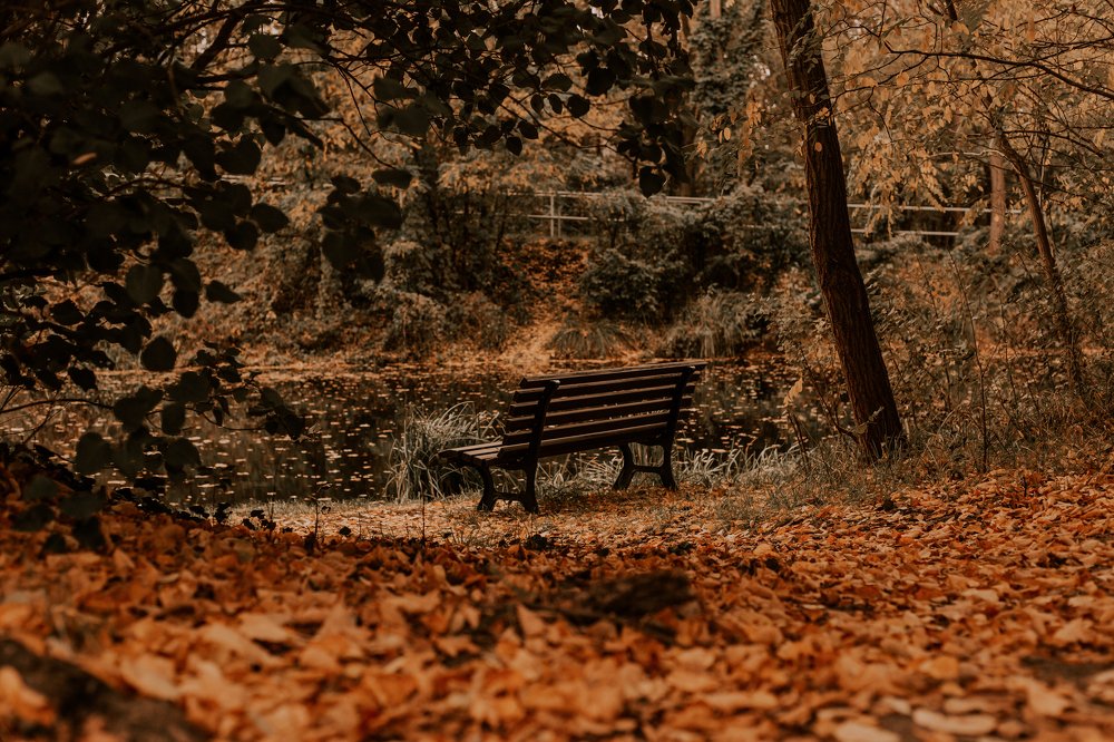 Bench in the woods