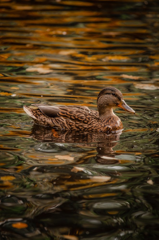 Photograph by Надежда Шпуляр