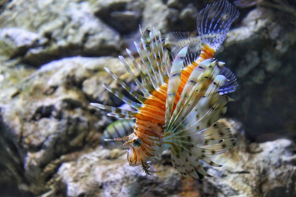 Рыба - клоун.