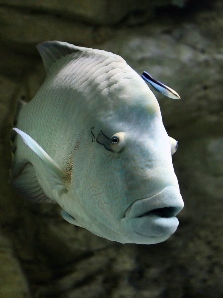 Морская красавица.