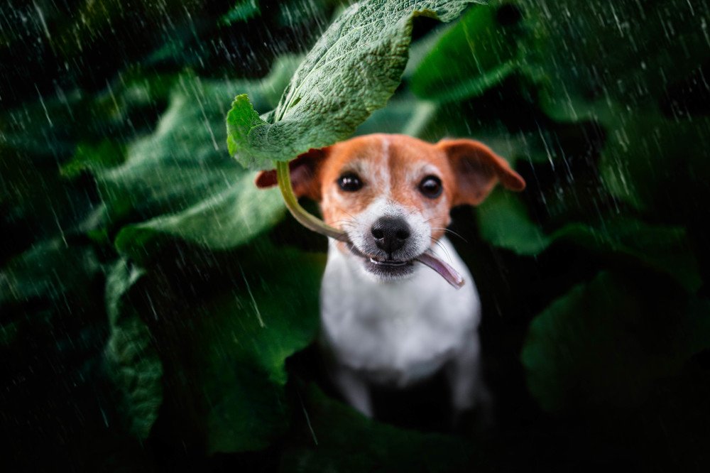 Photograph by Dorota Horváthová