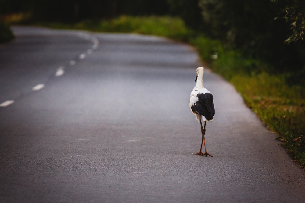 Photograph by Николай Велицкий