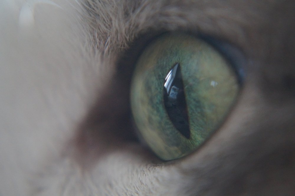 Photograph by Игорь Пекарский