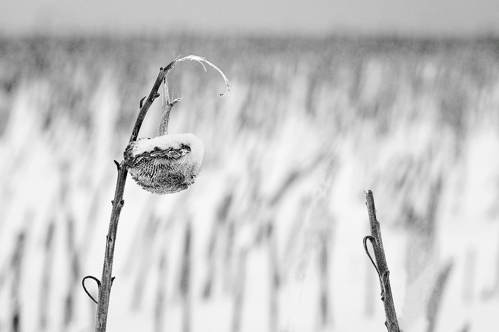 Photograph by Владислав Никишин