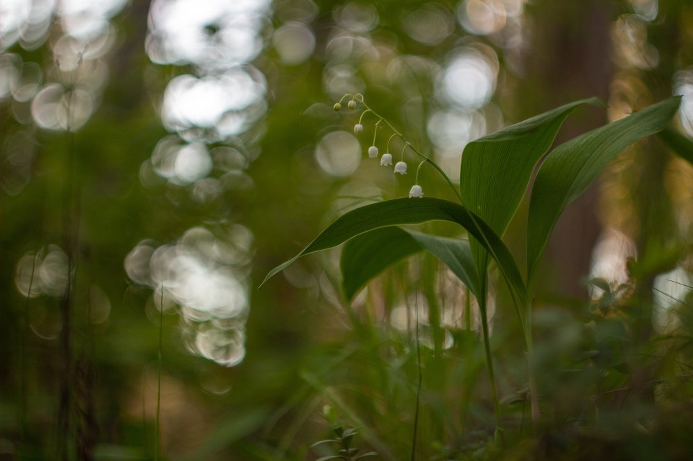 Lily of the walley