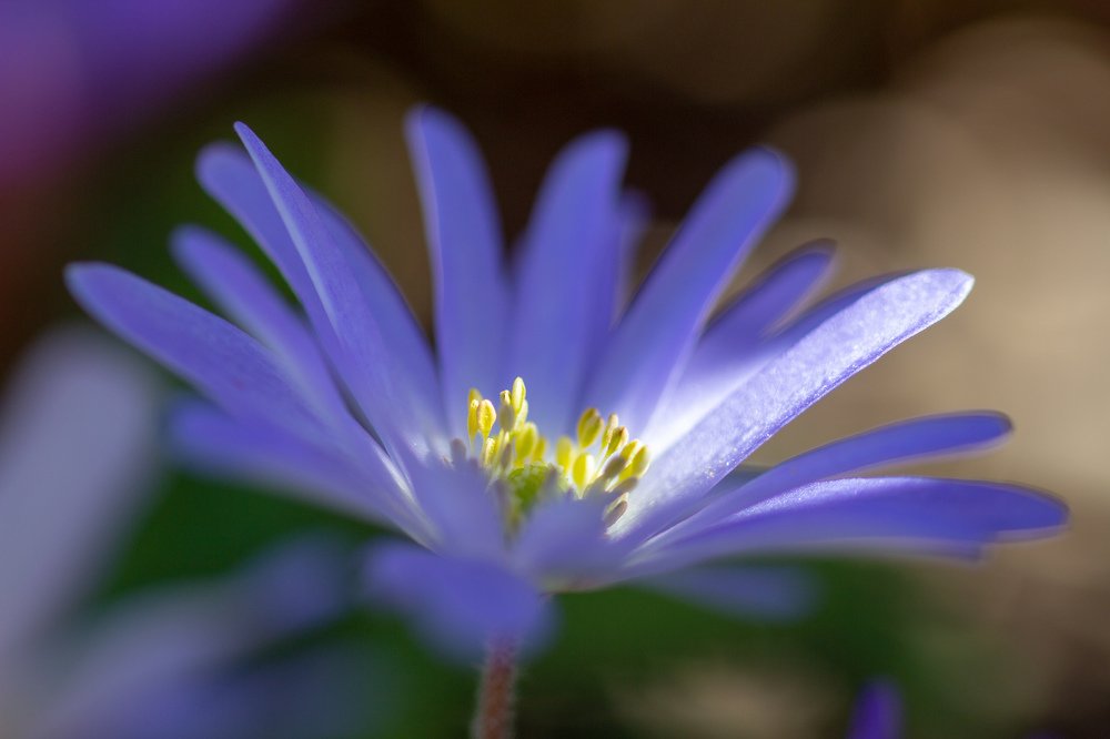 Photograph by Andres Papp