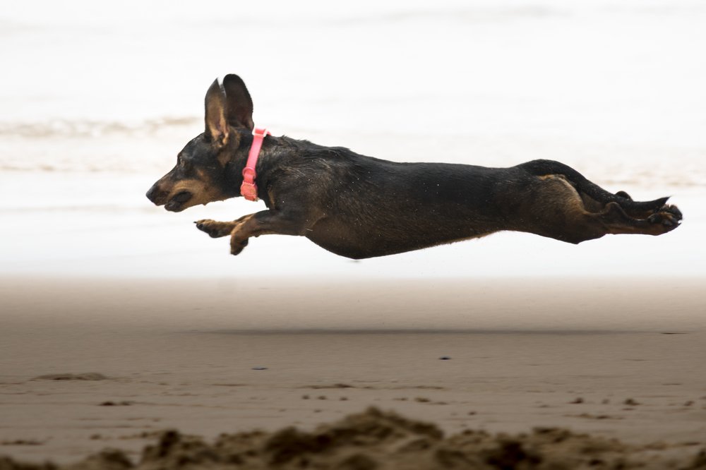 Photograph by Pedro Lemos