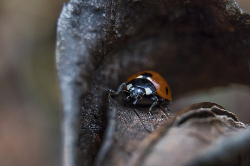 Ladybug