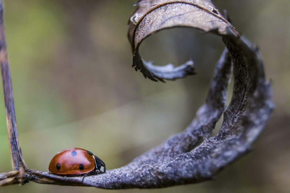 Sleeping ladybug