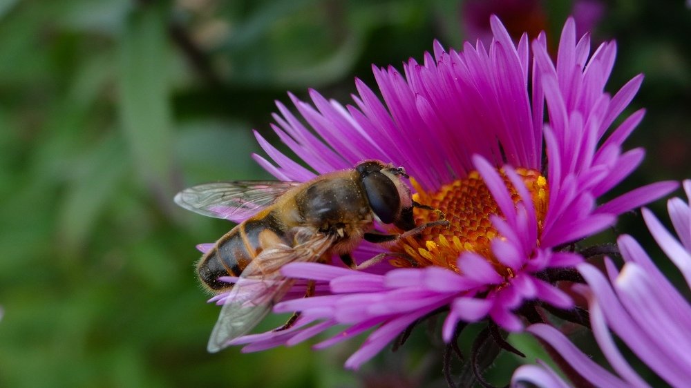 Пчела на цветке