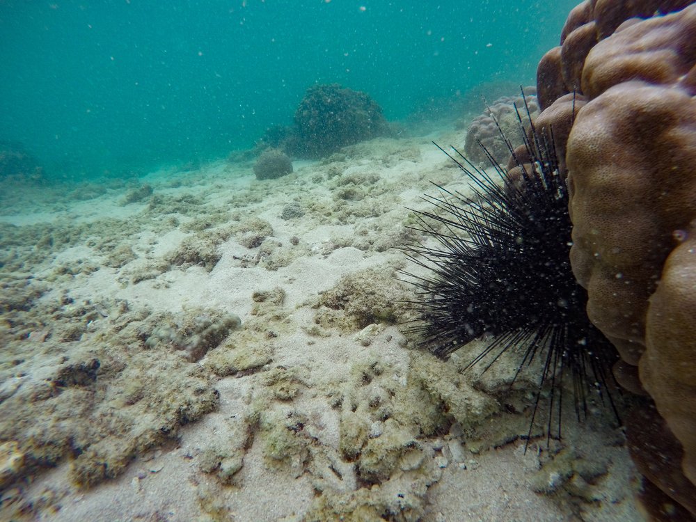 Photograph by Farshad Yazdankhah