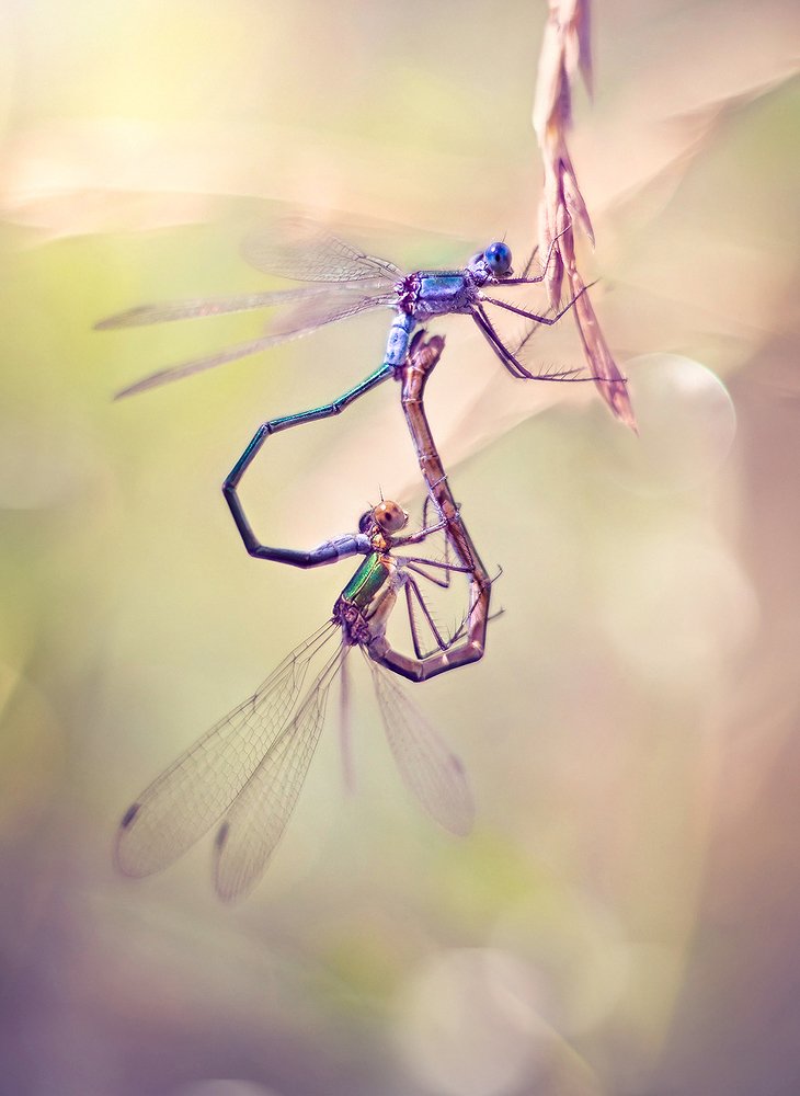 Летняя гармония