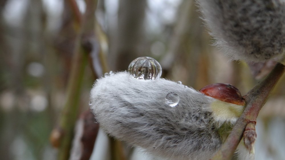 Капелька дождя на вербе
