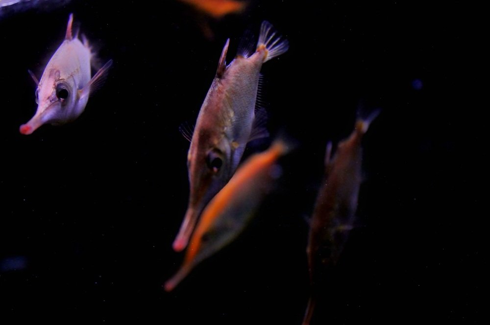 Photograph by Francisco Ferreira