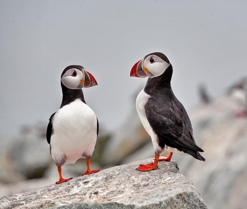 Atlantic Puffins
