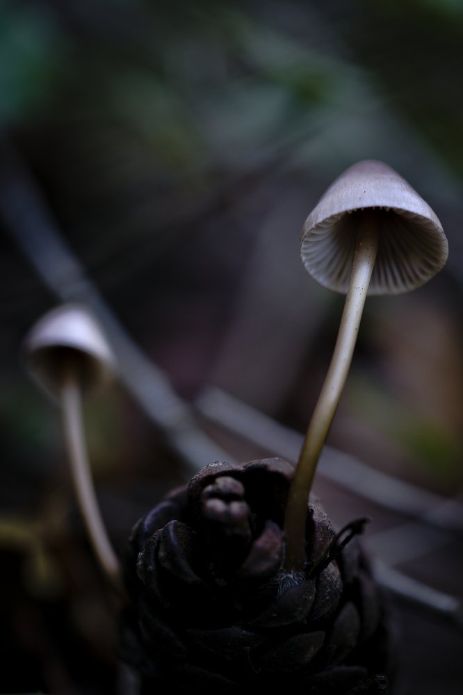 From pine cone to mushroom