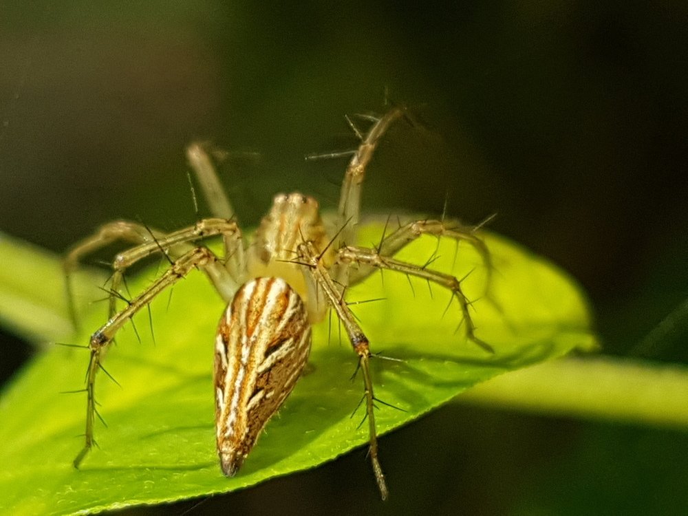 Photograph by NILAAN LOGANATHAN